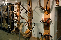 Museum of Hunting at Okhotnik Hotel in Moscow, Russia